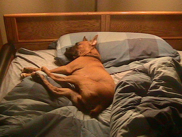 He thinks it's his bed