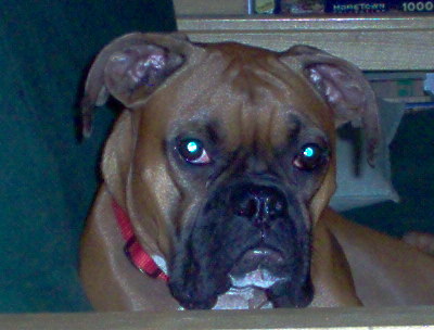 Head Shot