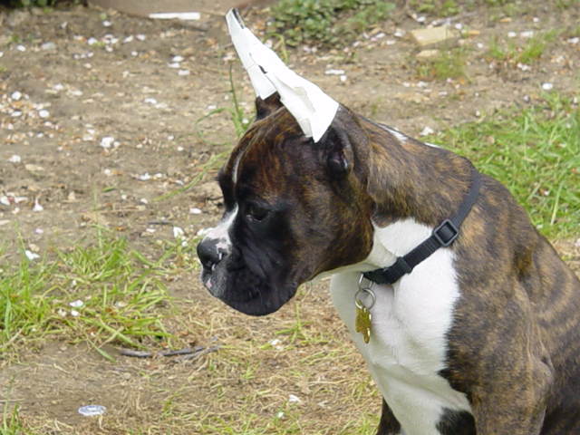 Head Shot