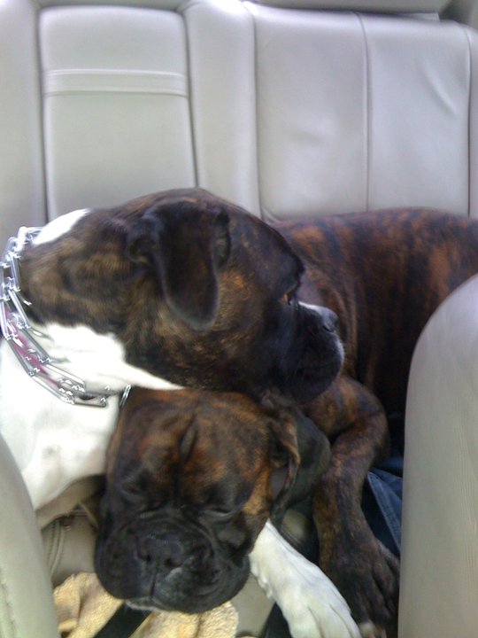 Heads Down Sleeping