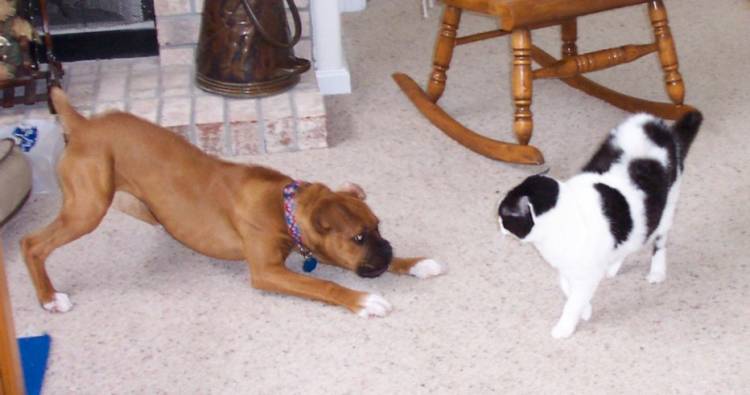 Heidi and Patches' playtime