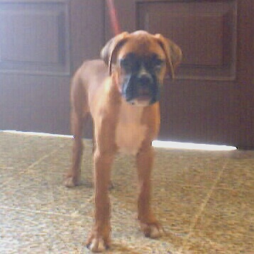 Hello.....I'm Bruno!!!