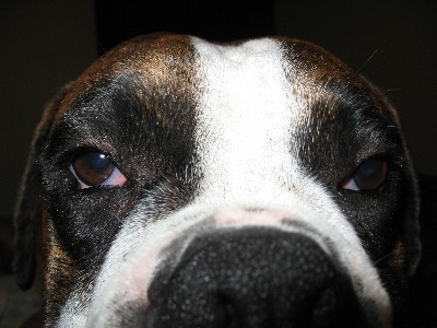 Hello, my name is Allidan!