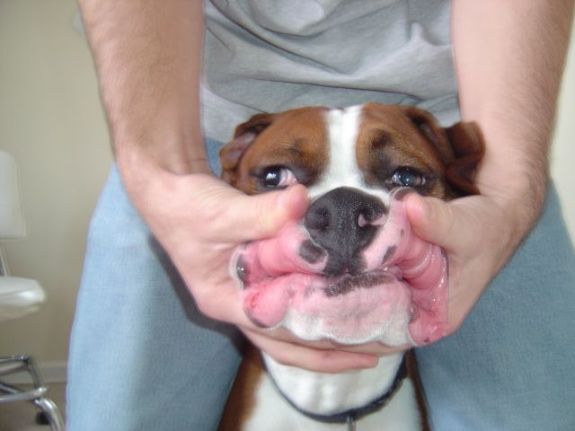 help me say cheese daddy