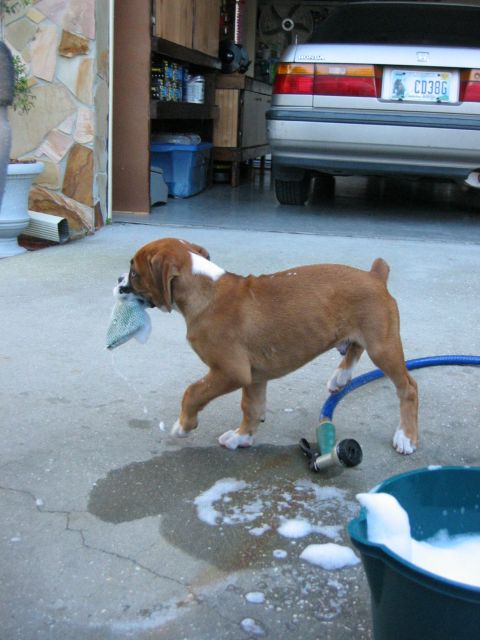 Helping daddy wash the car..