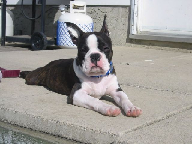 Hemi - Head shot
