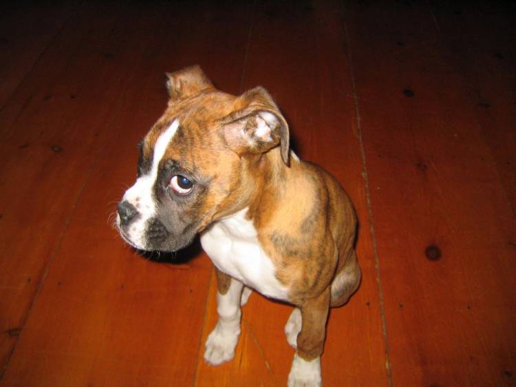 Hemi