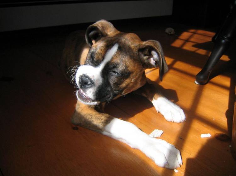 Hemi