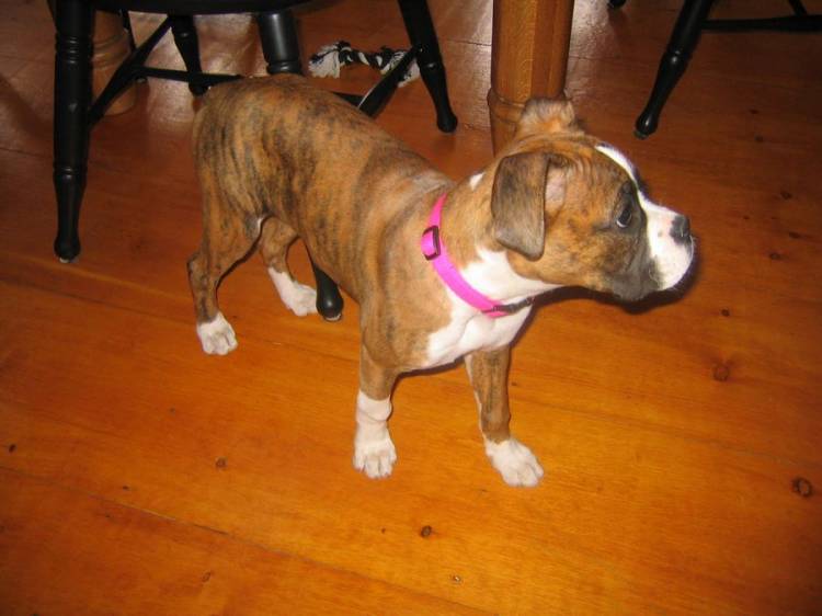 Hemi