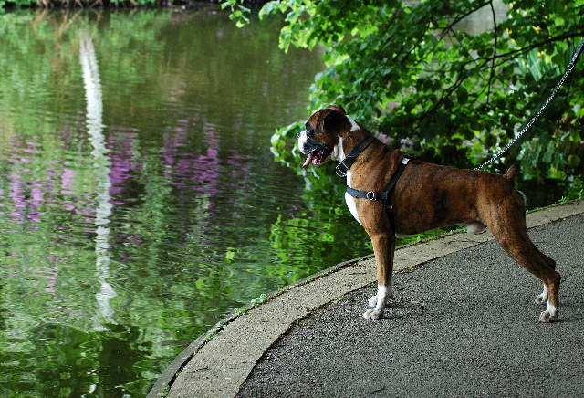 Henri 2.5 years