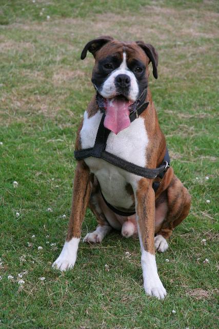 Henri - 2.5 years