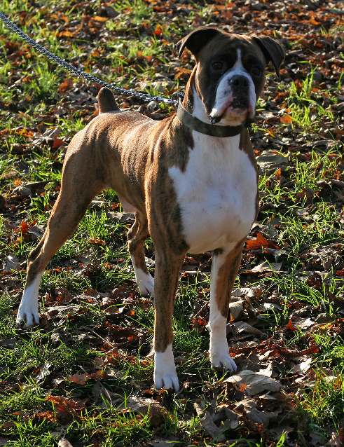 Henri 3 yrs