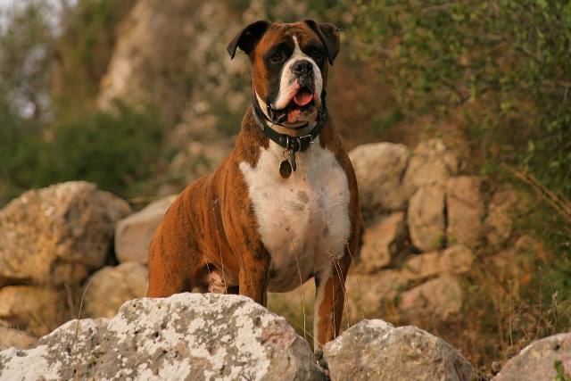 Henri - 4 years
