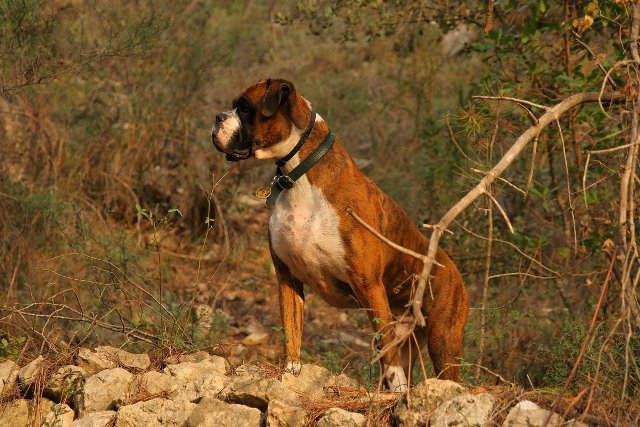 Henri - 4 years