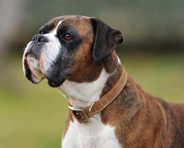 Henri - 6 yrs