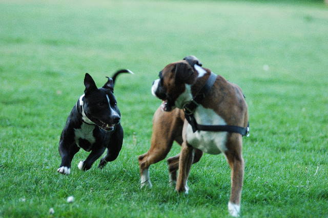 Henri and a Staffy playmate