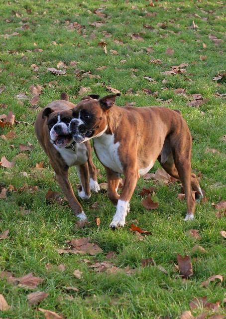 Henri and Chopper