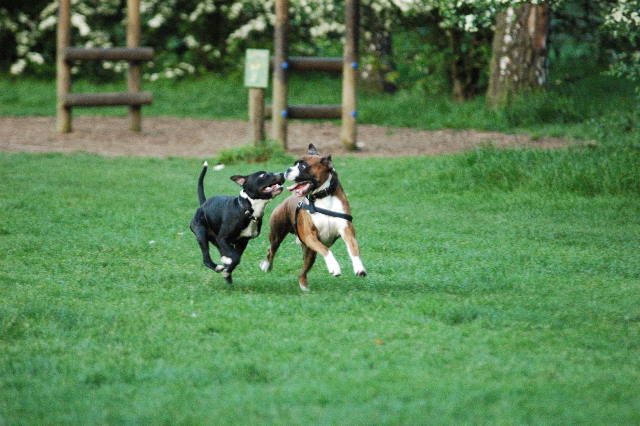 Henri and friend at speed