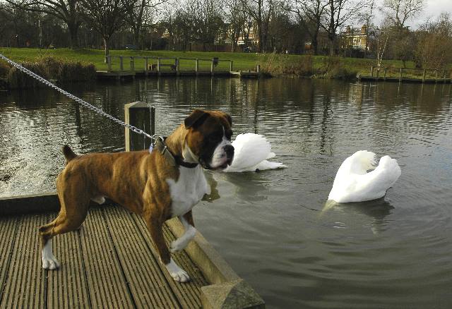 Henri and swans