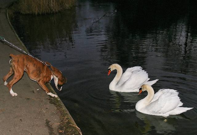 Henri and swans