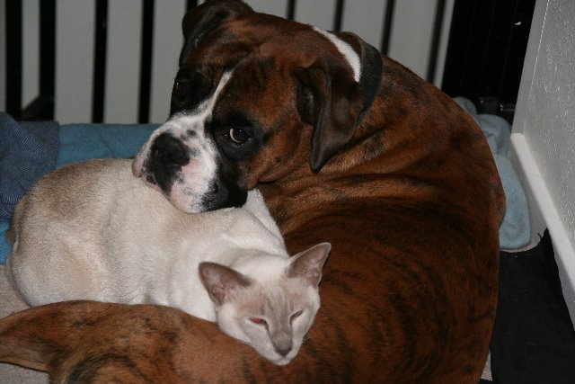 Henri and Zeek