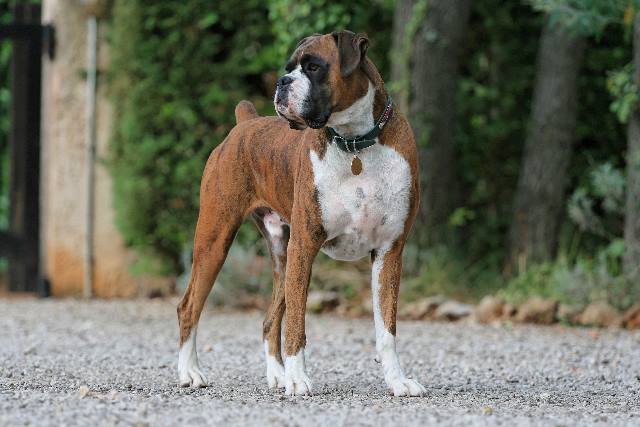Henri - approaching 4 years