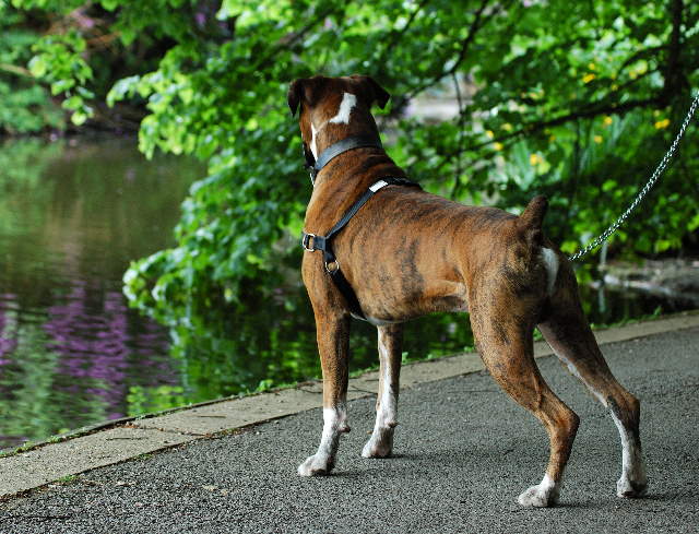 Henri at the lake