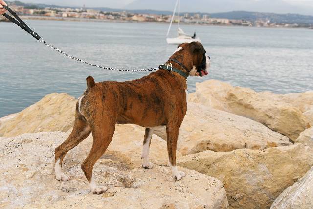 Henri in Antibes