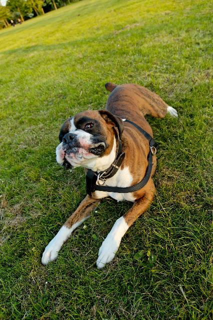 Henri in crawl mode