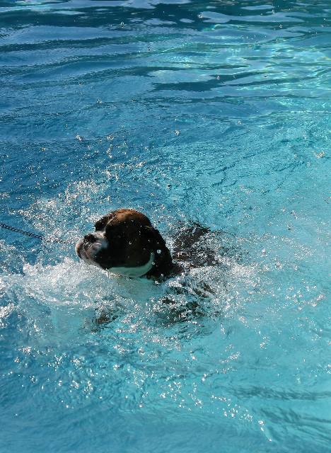 Henri in pool
