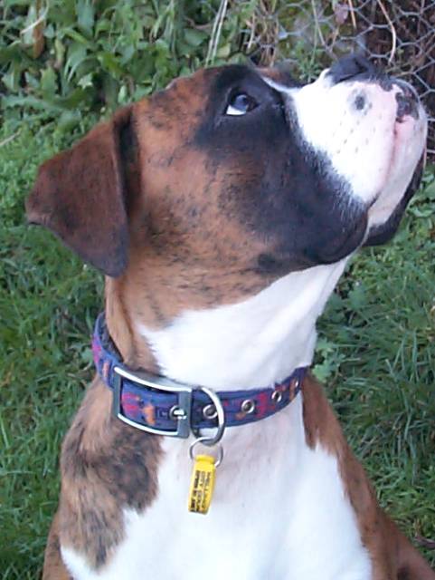 Henri in profile
