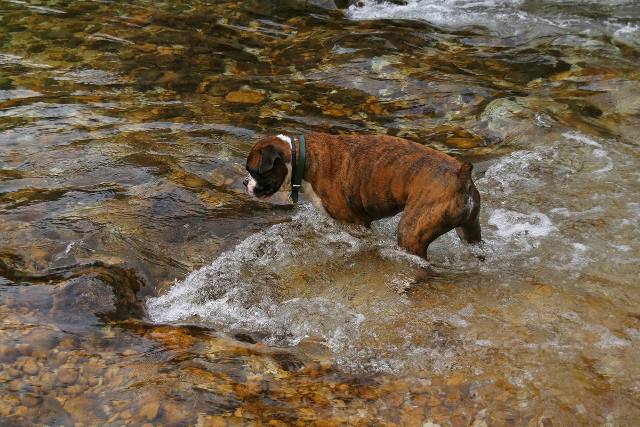 Henri in river