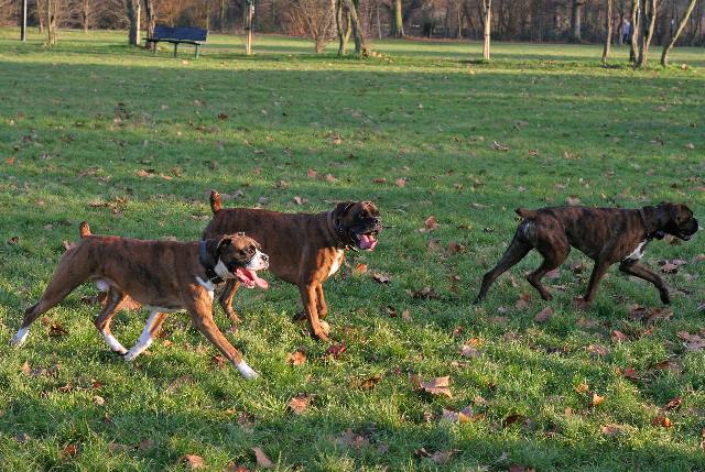 Henri, Max and Mini