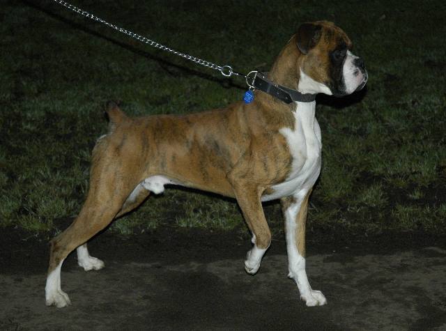 Henri spots a fox