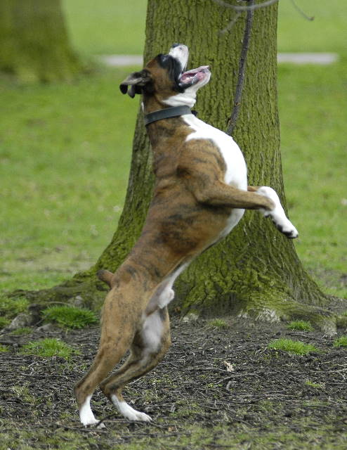 Henri the hunter...