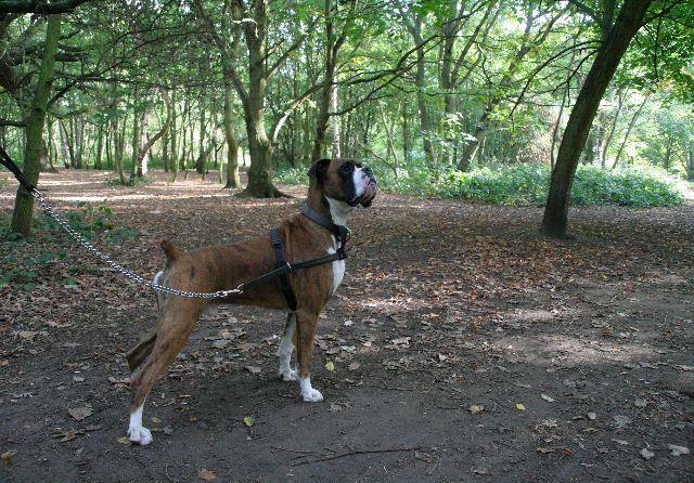 Henri the hunter