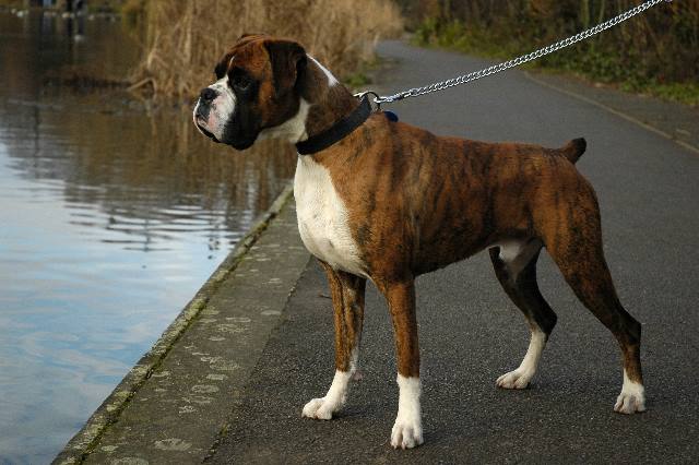 Henri