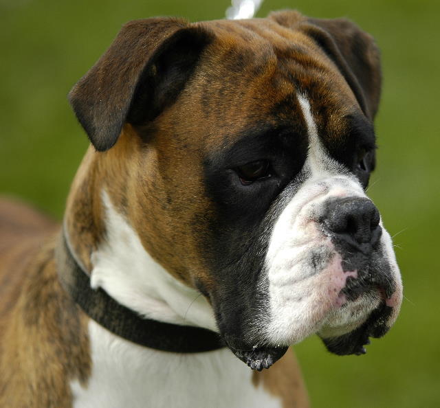 Henri