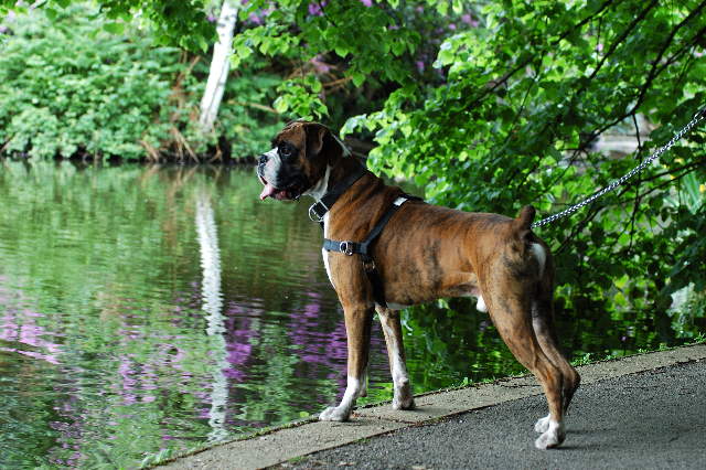 Henri