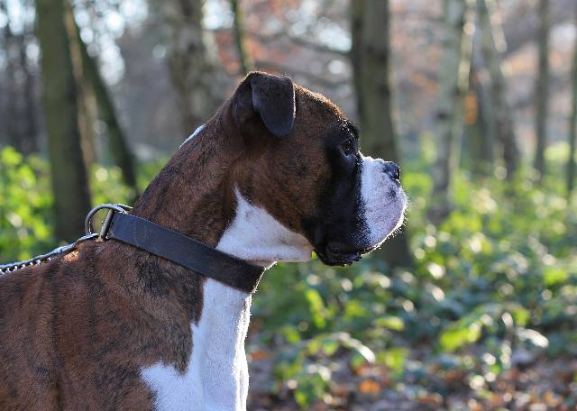 Henri