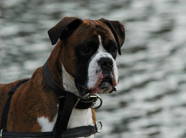 Henri