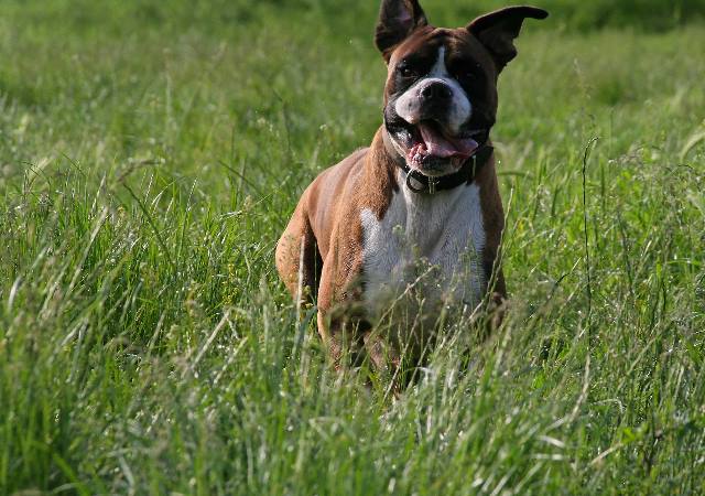 Henri