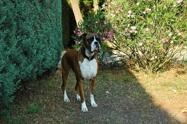Henri