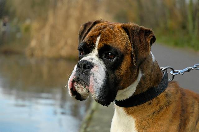 Henri