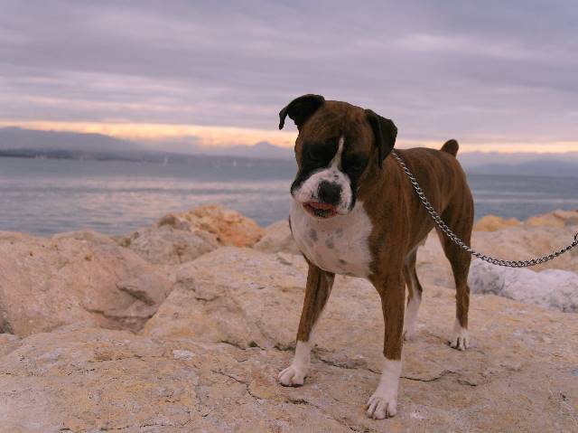 Henri
