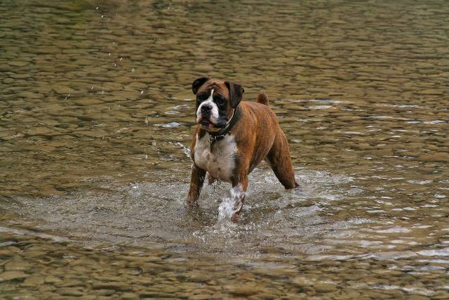 Henri