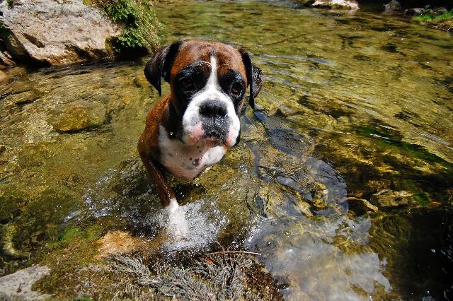 Henri