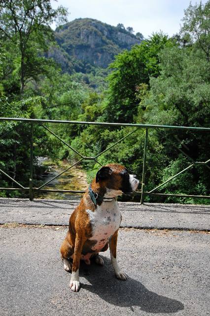 Henri