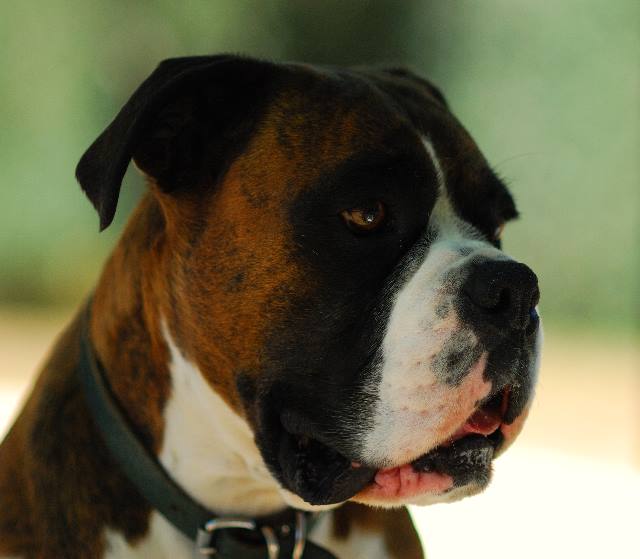Henri