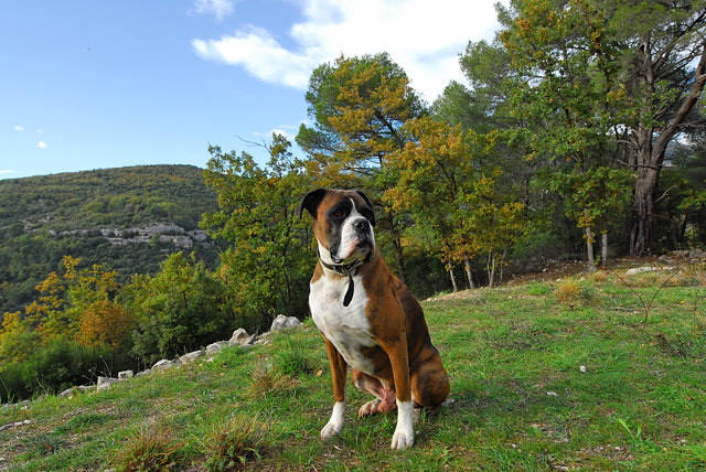 Henri
